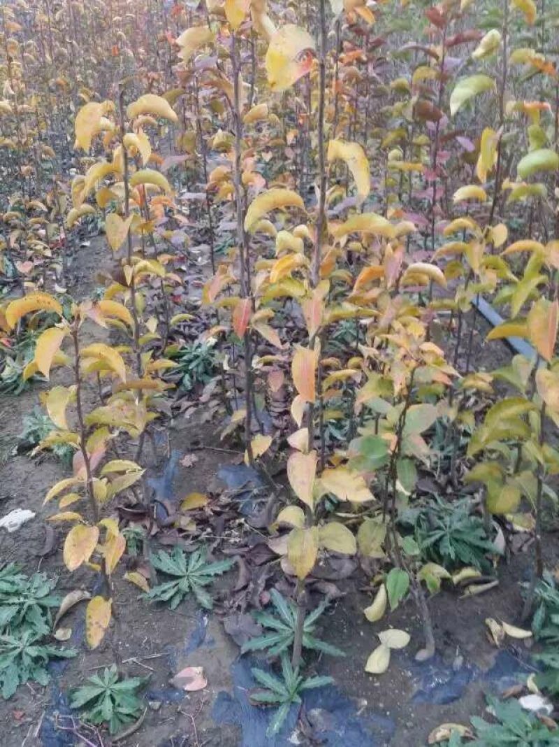 大量批发嫁接早酥红梨苗彩虹梨苗规格齐全价格低