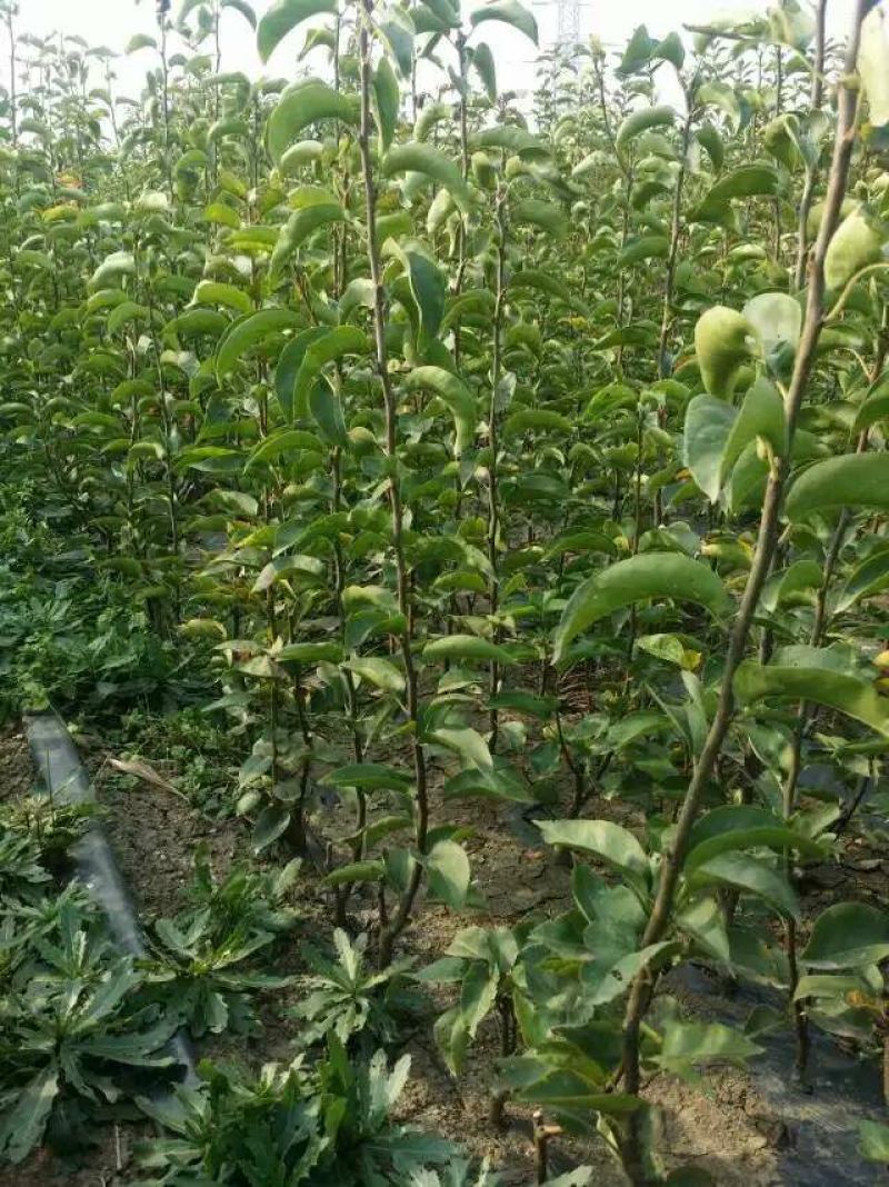 大量批发嫁接早酥红梨苗彩虹梨苗规格齐全价格低