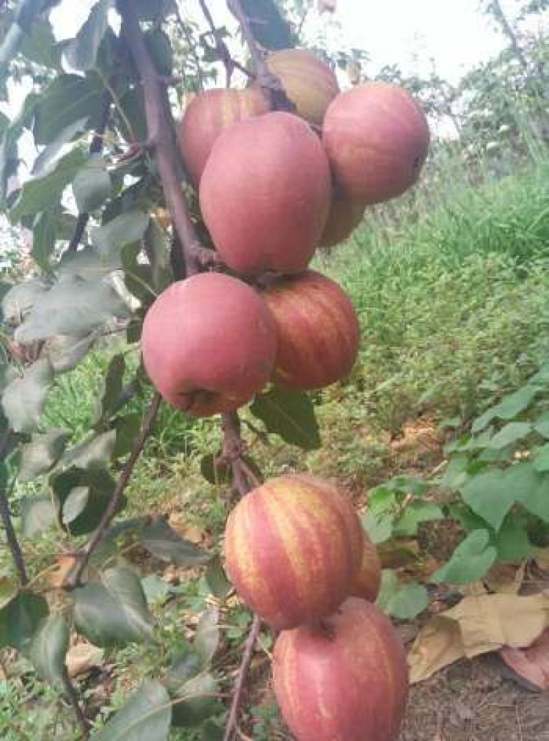 大量批发嫁接早酥红梨苗彩虹梨苗规格齐全价格低