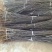 大量批发嫁接早酥红梨苗彩虹梨苗规格齐全价格低