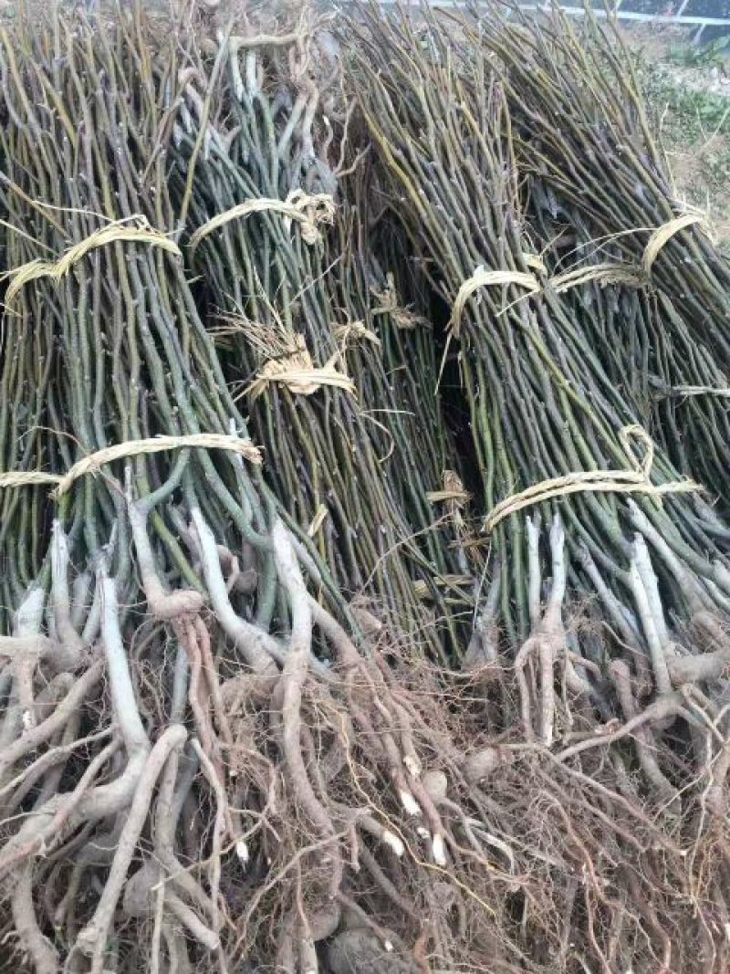 大量批发嫁接早酥红梨苗彩虹梨苗规格齐全价格低