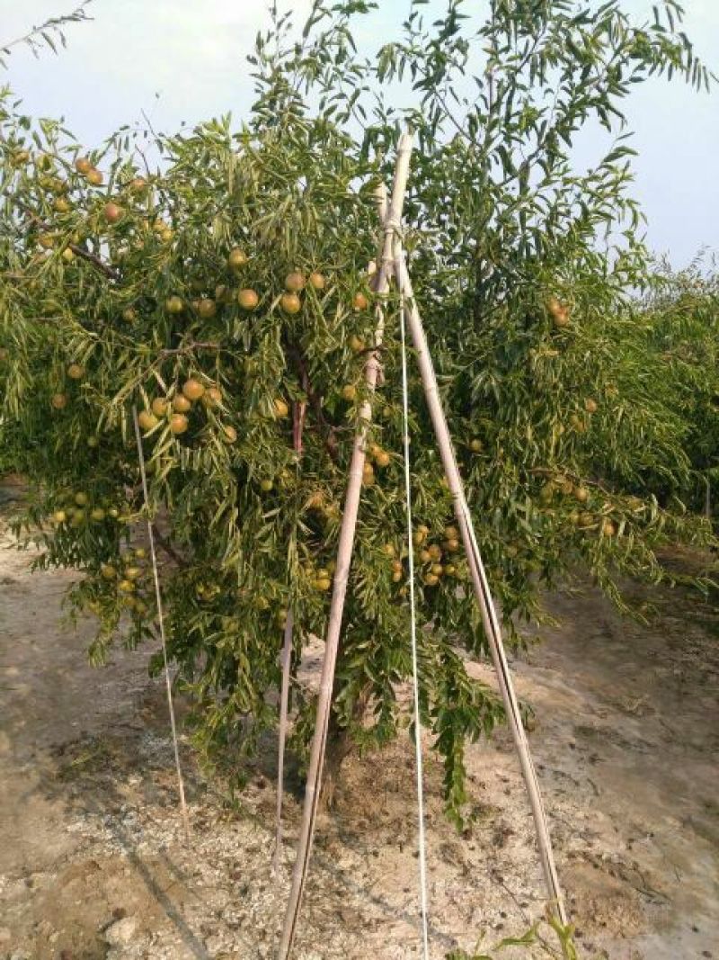 嫁接沾化冬枣树苗80cm以上规格全质量优