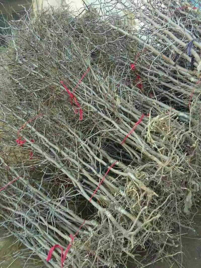 嫁接沾化冬枣树苗80cm以上规格全质量优