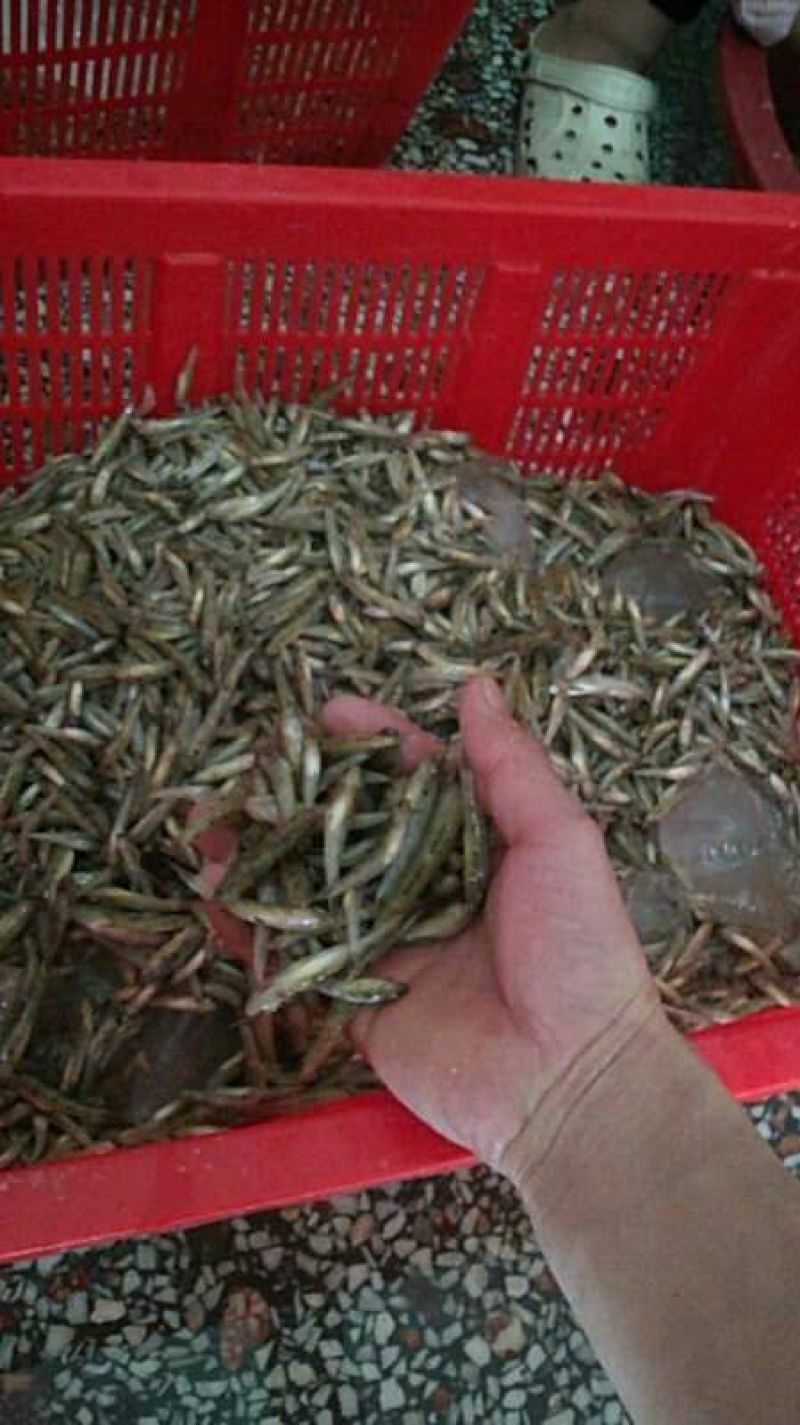 小黄鱼食用