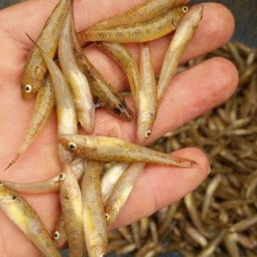 小黄鱼食用