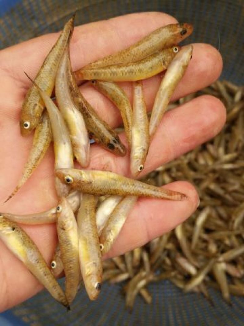 小黄鱼食用