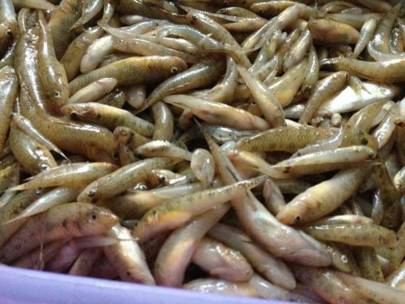 小黄鱼食用
