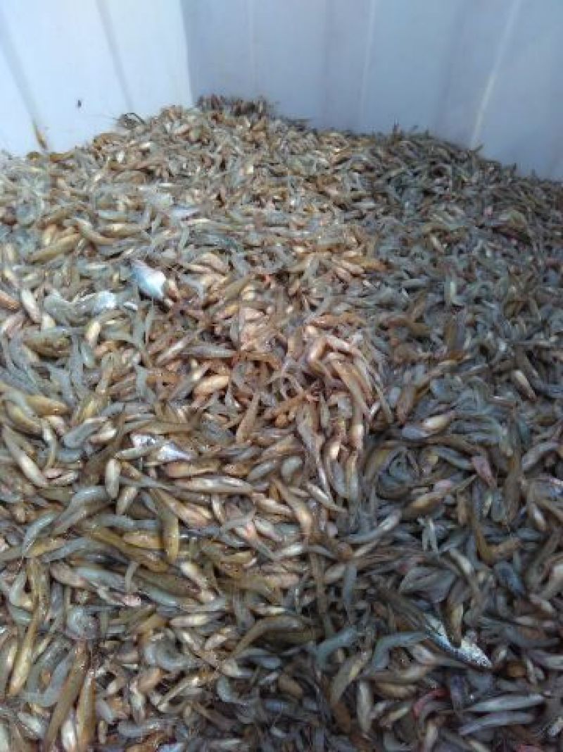 小黄鱼食用