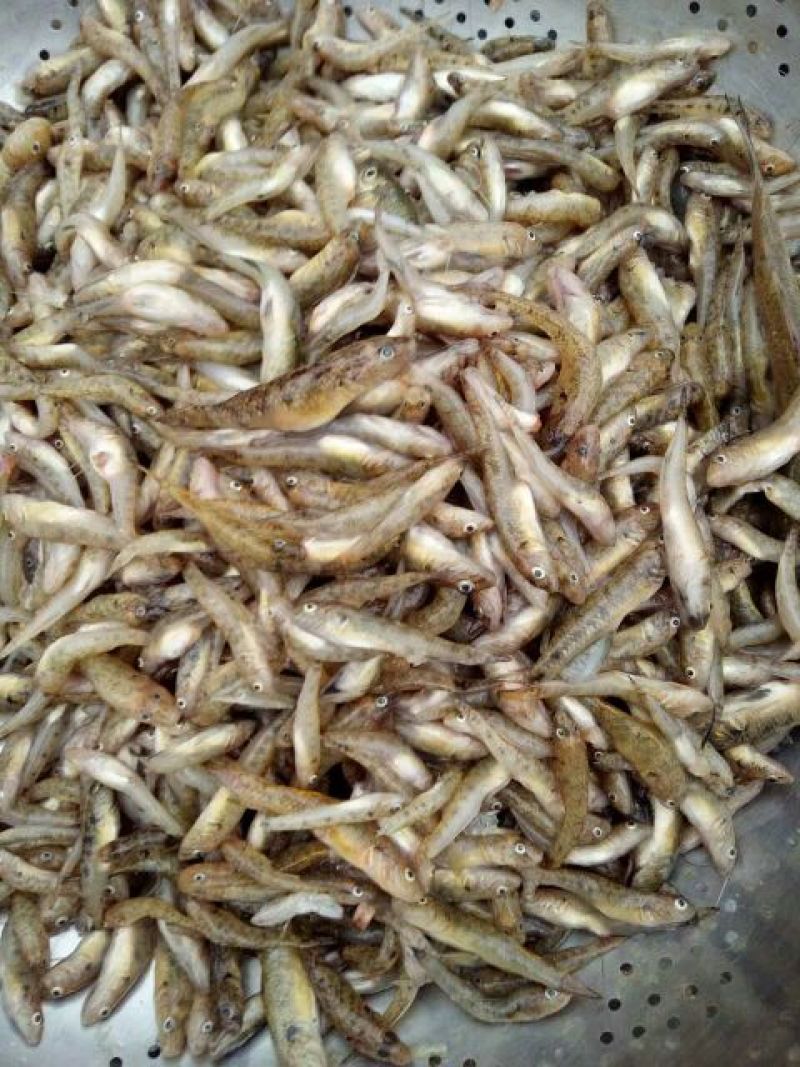 小黄鱼食用