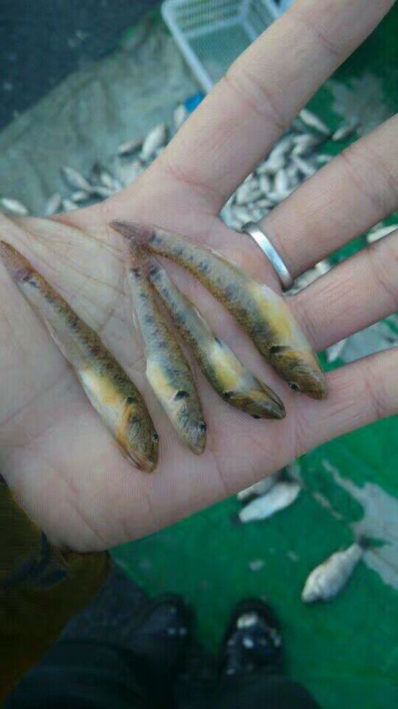 小黄鱼食用