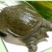野生甲鱼1.5~2斤
