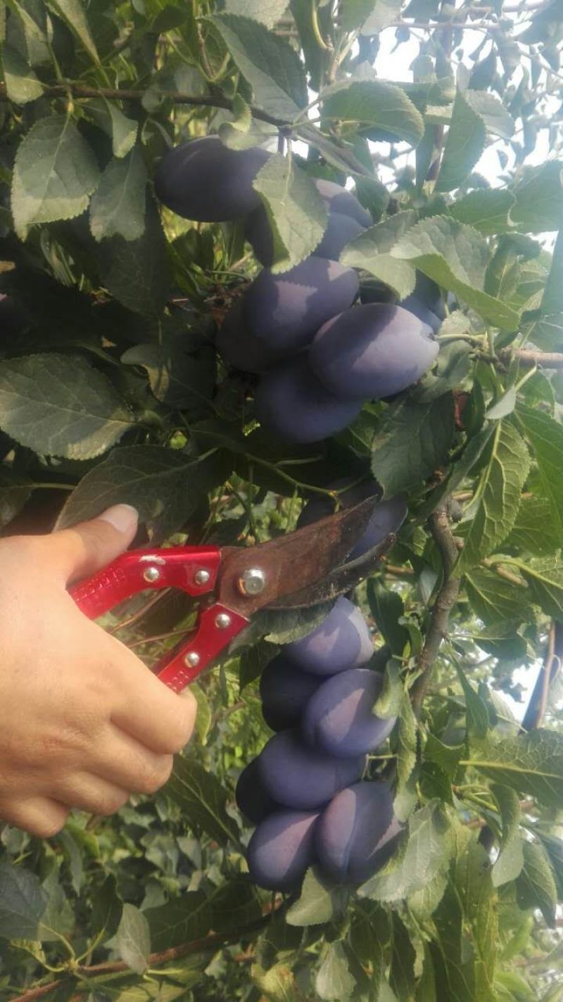 西梅女神树苗50~100cm纯正嫁接苗，第二年就可以挂