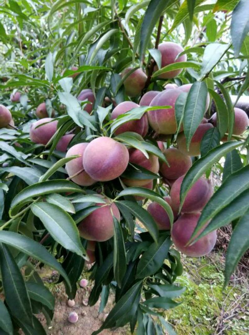 青州蜜桃45mm以上