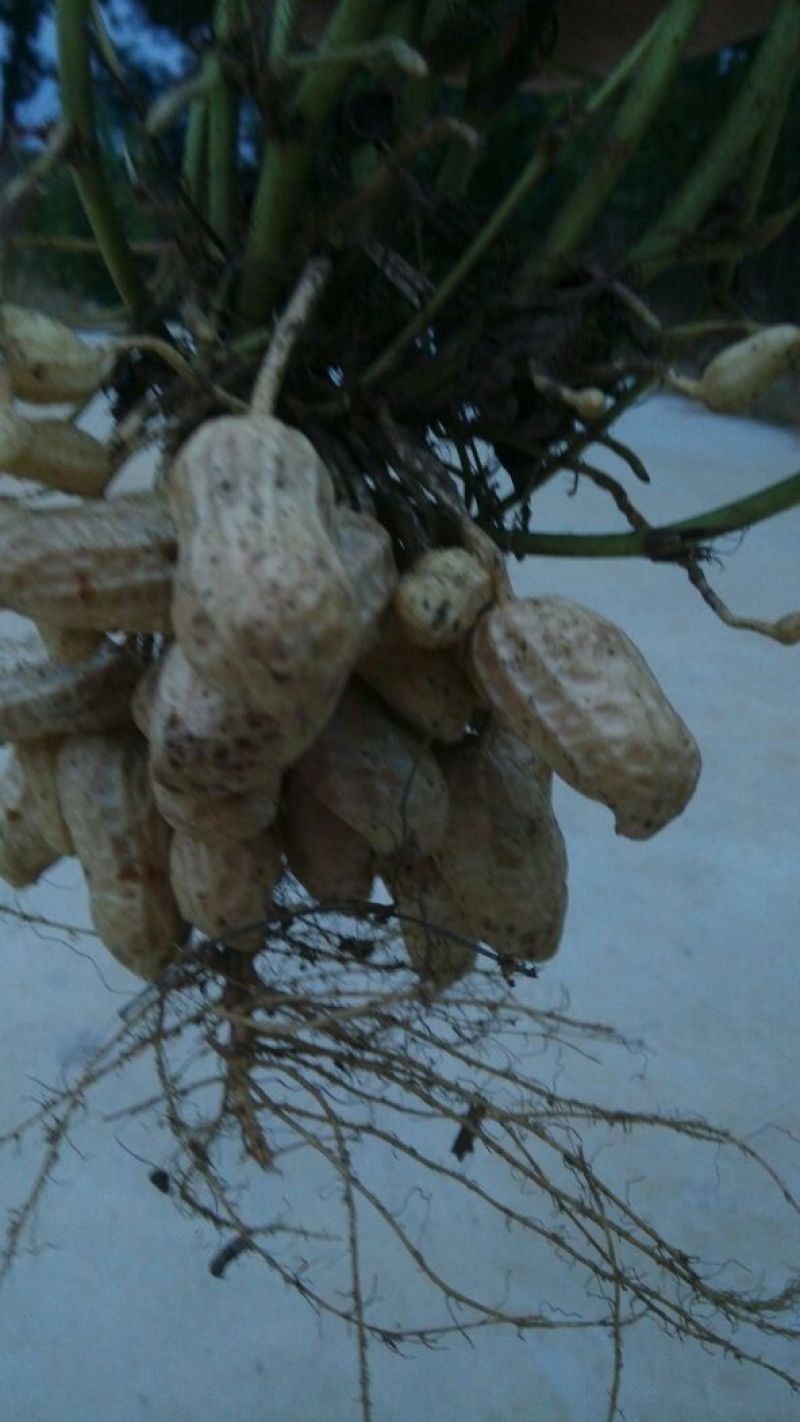 白沙系列，鲜货带壳手选果过筛