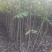 红油香椿苗0.5公分提供种植技术