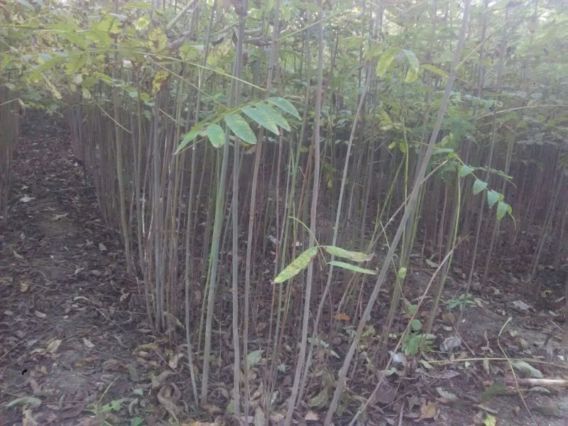 红油香椿苗0.5公分提供种植技术