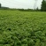 红油香椿苗0.5公分提供种植技术