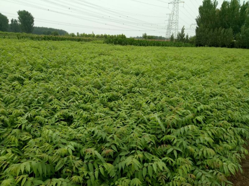 红油香椿苗0.5公分提供种植技术