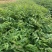 红油香椿苗0.5公分提供种植技术