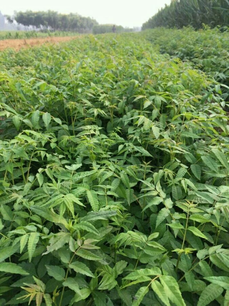 红油香椿苗0.5公分提供种植技术