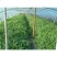 8424西瓜6斤打底8成熟1茬1.5