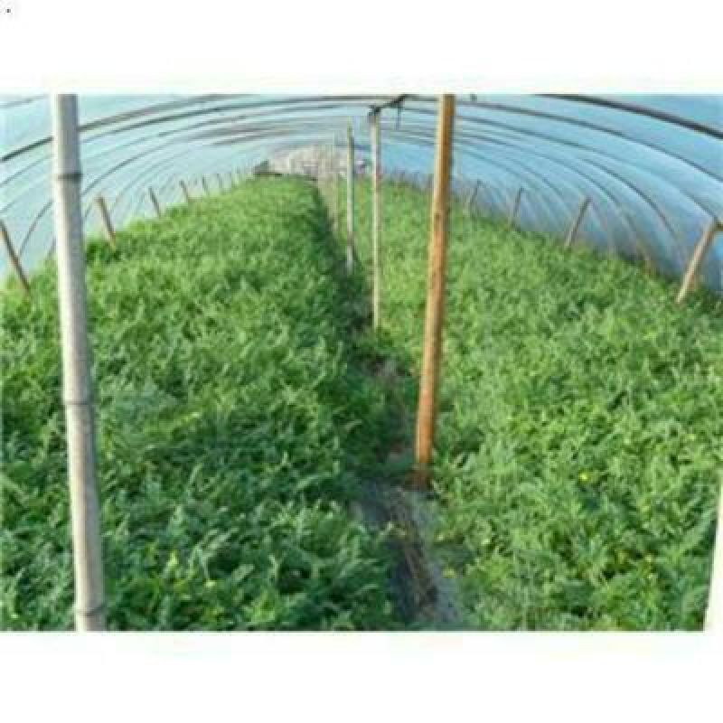 8424西瓜6斤打底8成熟1茬1.5
