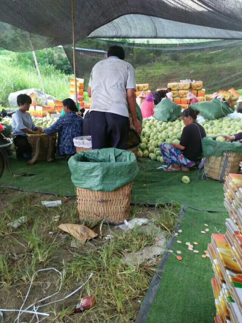 芒果凯特，椰香，贵妃，象牙，吉鲁，台农品种齐全质优价廉