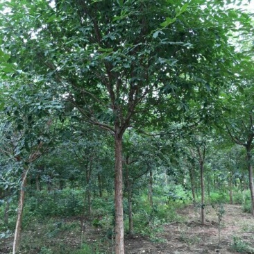 流苏树桩10~15cm