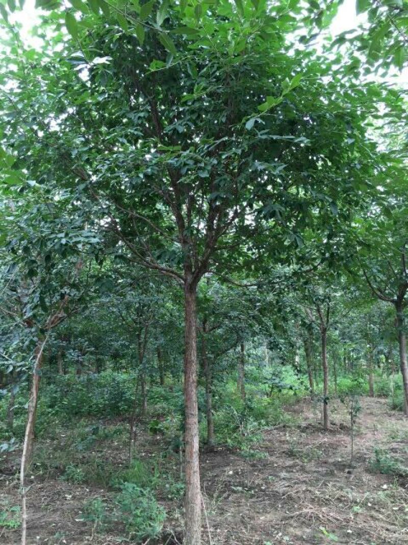 流苏树桩10~15cm