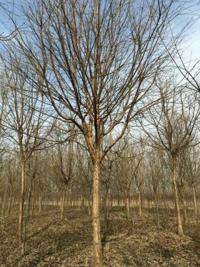 流苏树桩10~15cm