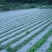 地膜白地膜黑地膜果树苗木瓜果蔬菜专门膜规格齐全