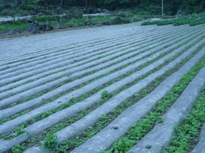 地膜白地膜黑地膜果树苗木瓜果蔬菜专门膜规格齐全
