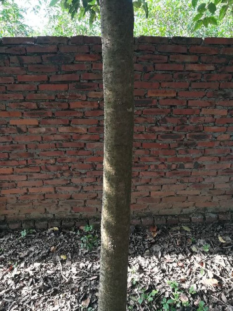 大叶女贞6~8cm