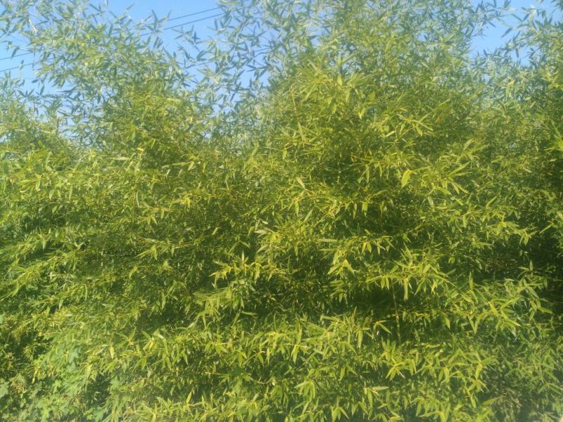 竹子4~5m