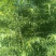 竹子4~5m