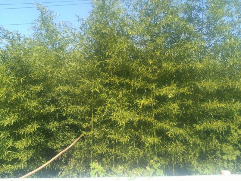 竹子4~5m