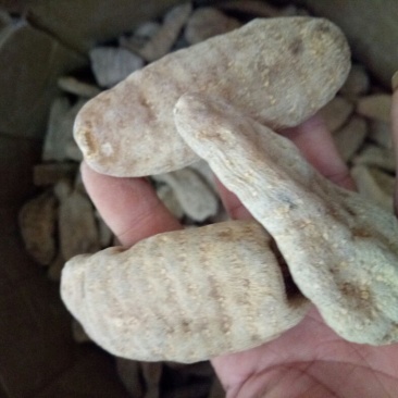 野生天麻足干.特级品