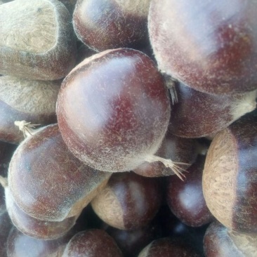 油栗炒栗种小标