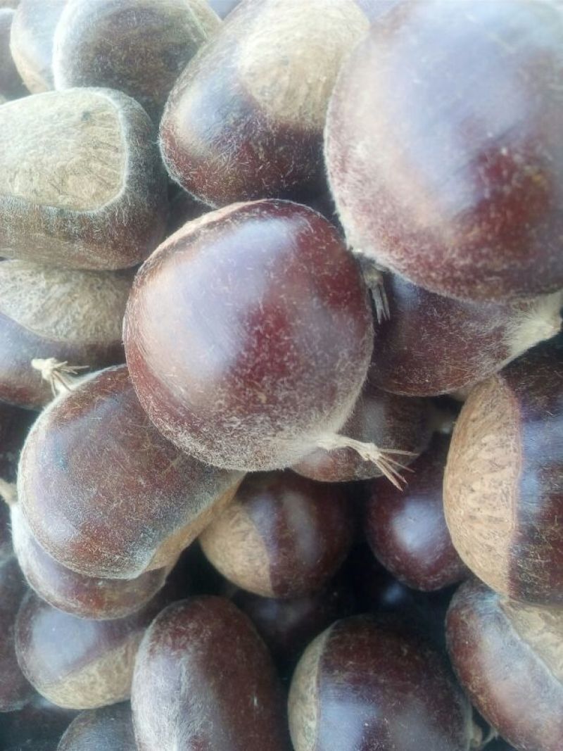 油栗炒栗种小标