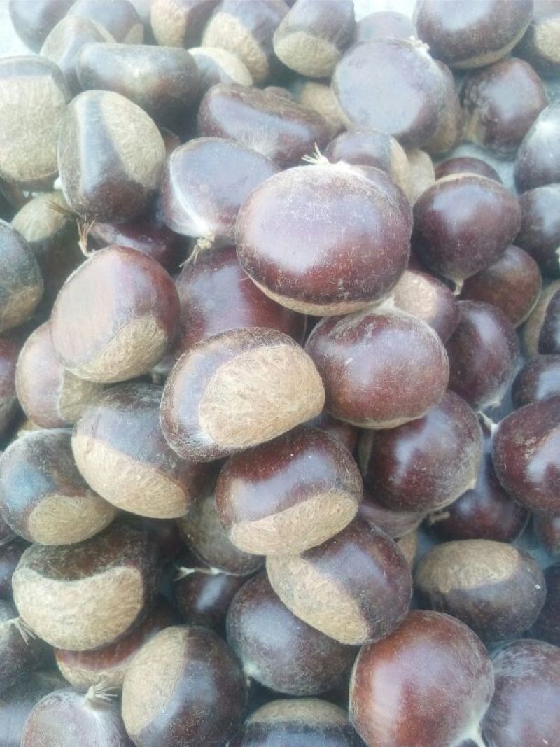 油栗炒栗种小标