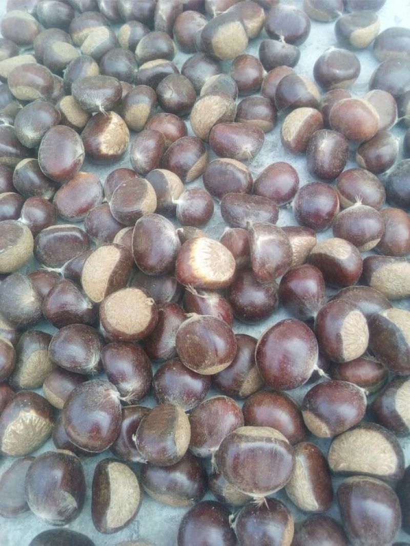 油栗炒栗种小标