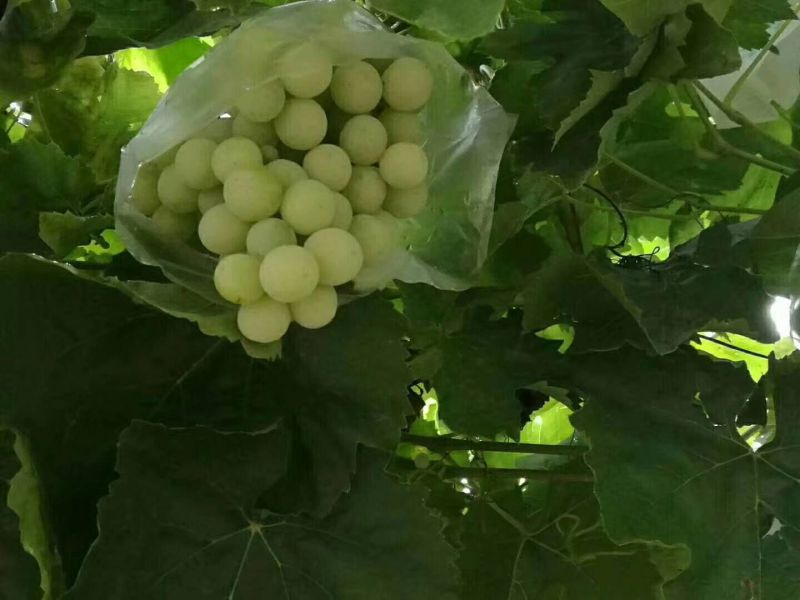 大青葡萄1.5~2斤5%以下
