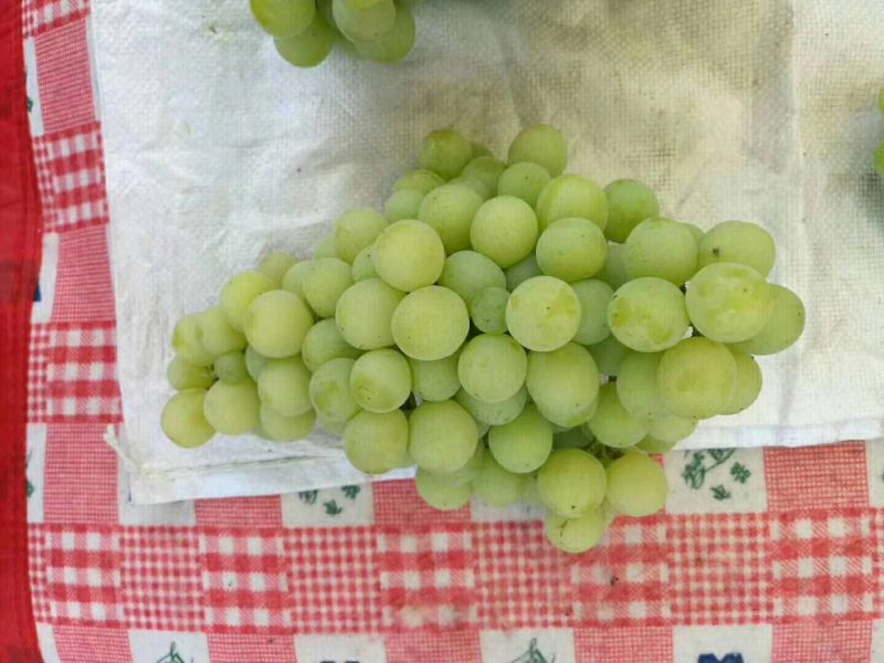 大青葡萄1.5~2斤5%以下