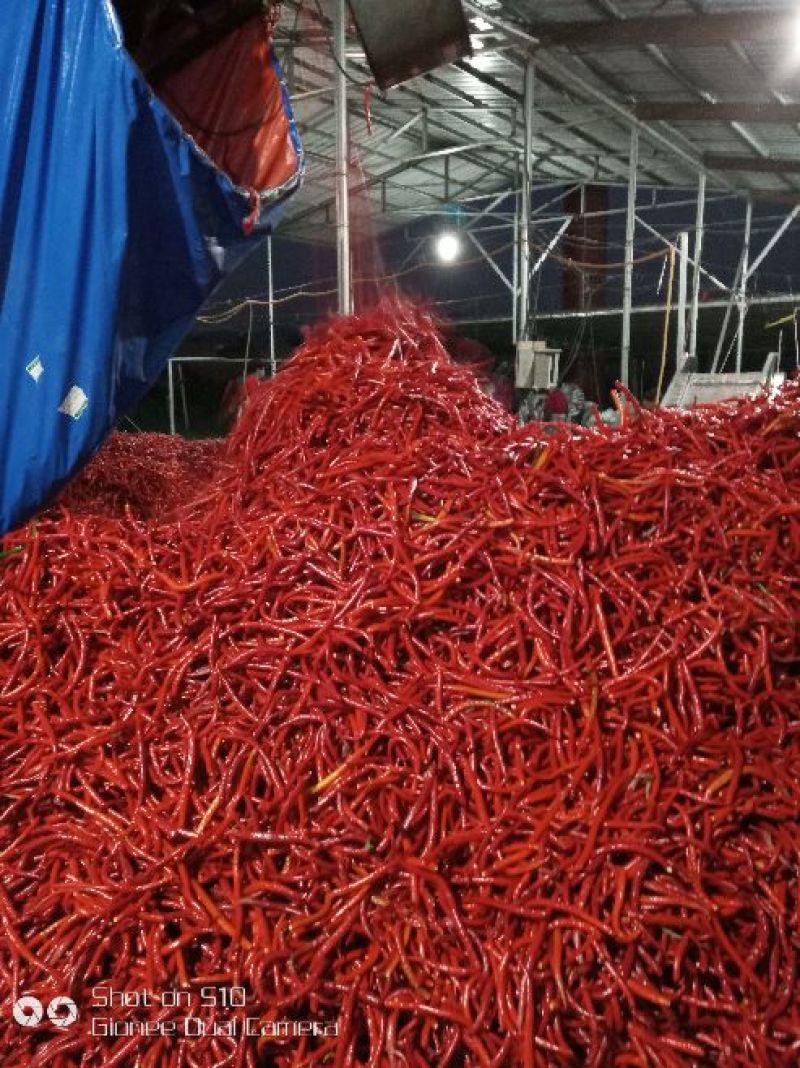 精品线椒20厘米，精品京红二号，红丽1号2号，等泡椒