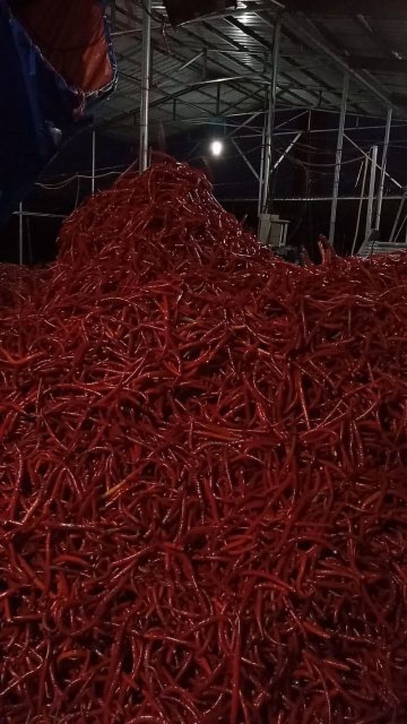 精品线椒20厘米，精品京红二号，红丽1号2号，等泡椒