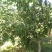 薄皮核桃去皮干