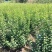 红梅2cm以下4cm以下0.5~1米