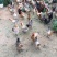 土鸡12月以上