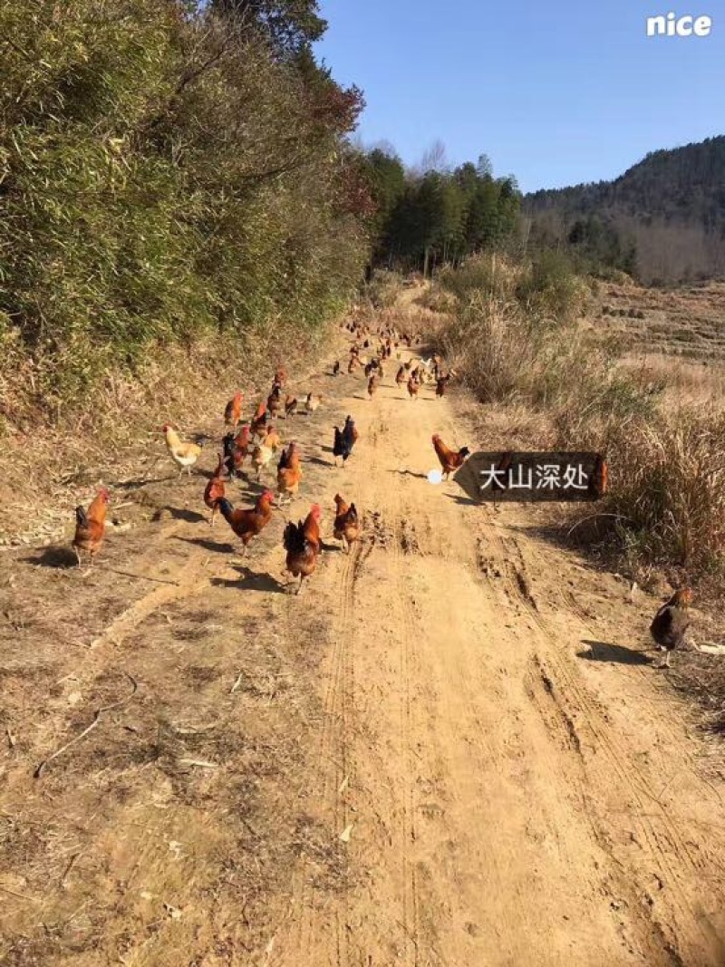 土鸡12月以上