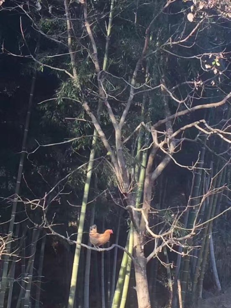土鸡12月以上
